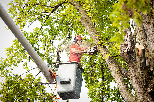 Brownsville, PA Tree Care Services Company